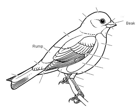 bird diagram with beak and rump labelled